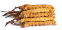 Cordyceps